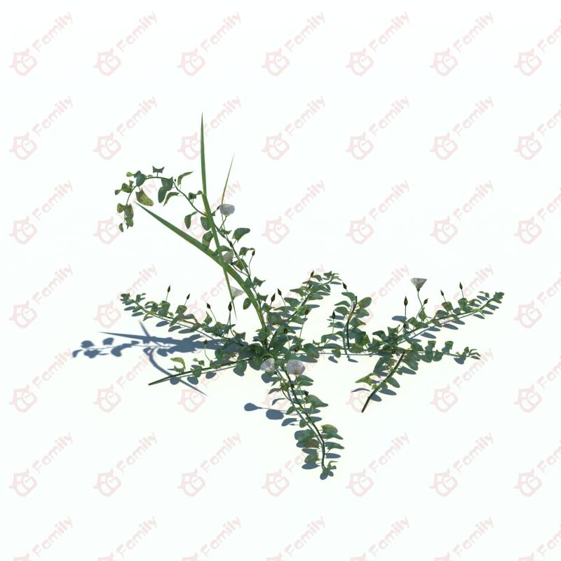 植物_野花_野草_CG模型下载
