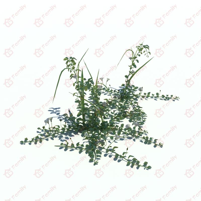 植物_野花_野草_CG模型下载