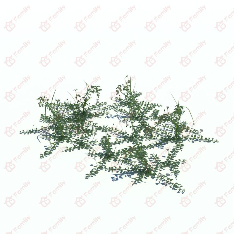 植物_野花_野草_CG模型下载